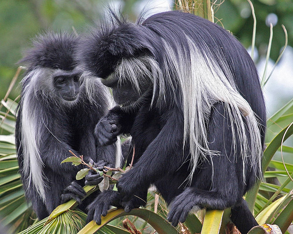 Black Monkey, colobus monkeys, long flowing fur, SD Desktop Wallpaper