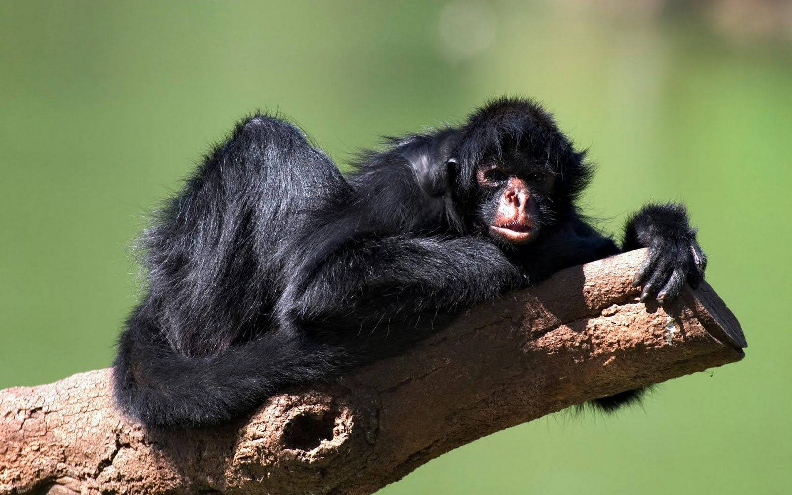 Black Monkey, spider monkey, sunlit tree branch, HD Desktop Wallpaper