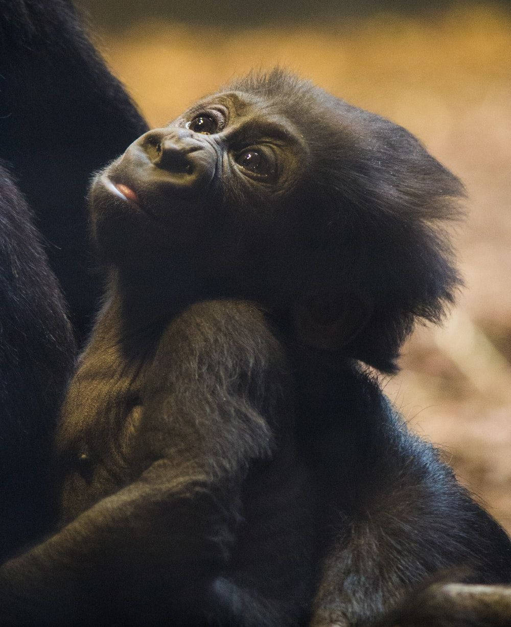 Black Monkey, gorilla, dark fur, SD Phone Wallpaper
