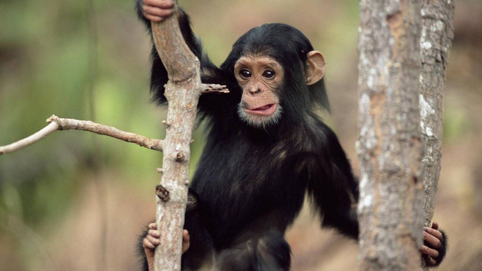 Black Monkey, chimpanzee, dark fur, HD Desktop Wallpaper