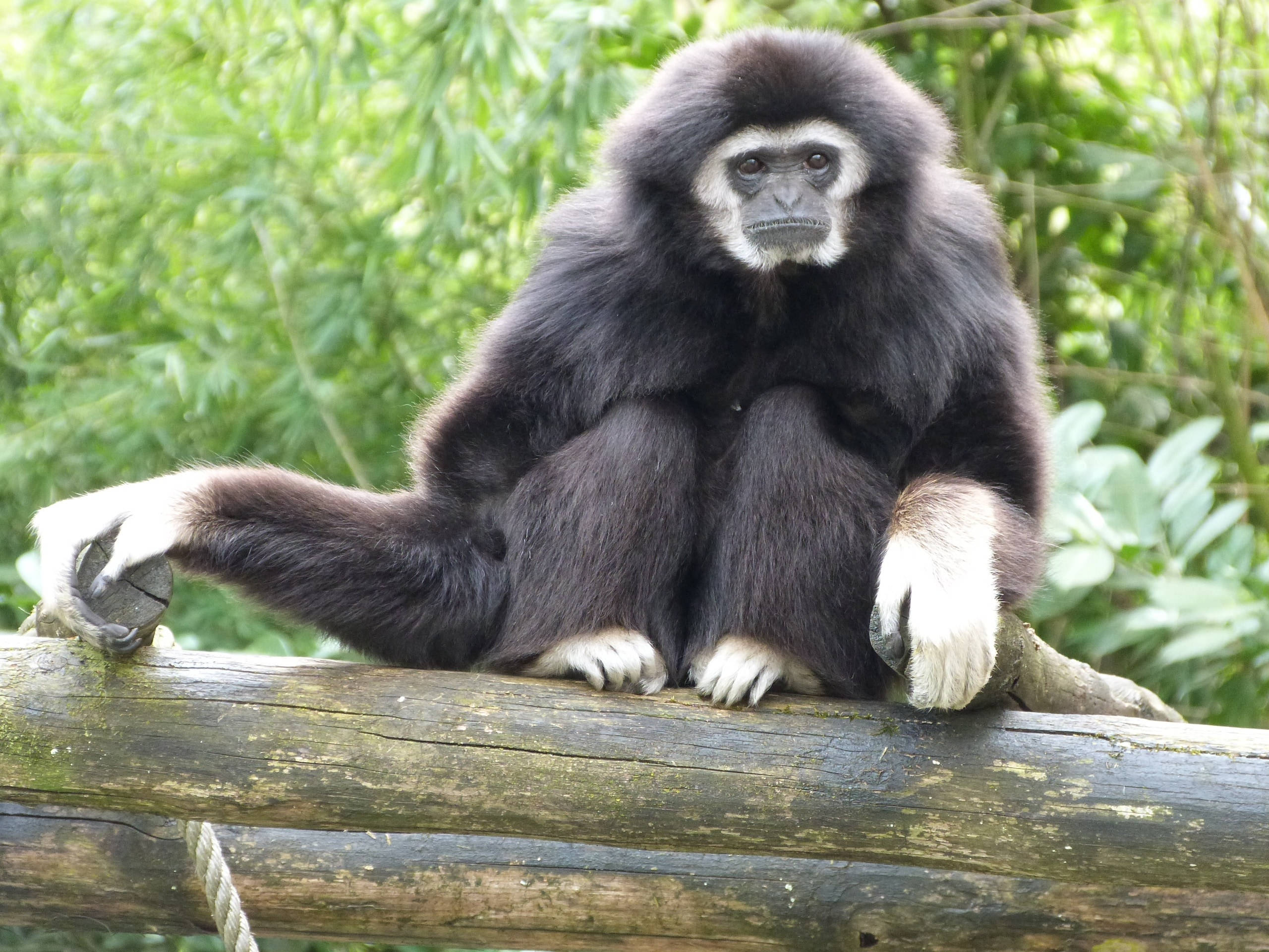 Black Monkey, gibbon, wooden log, 2K Desktop Wallpaper