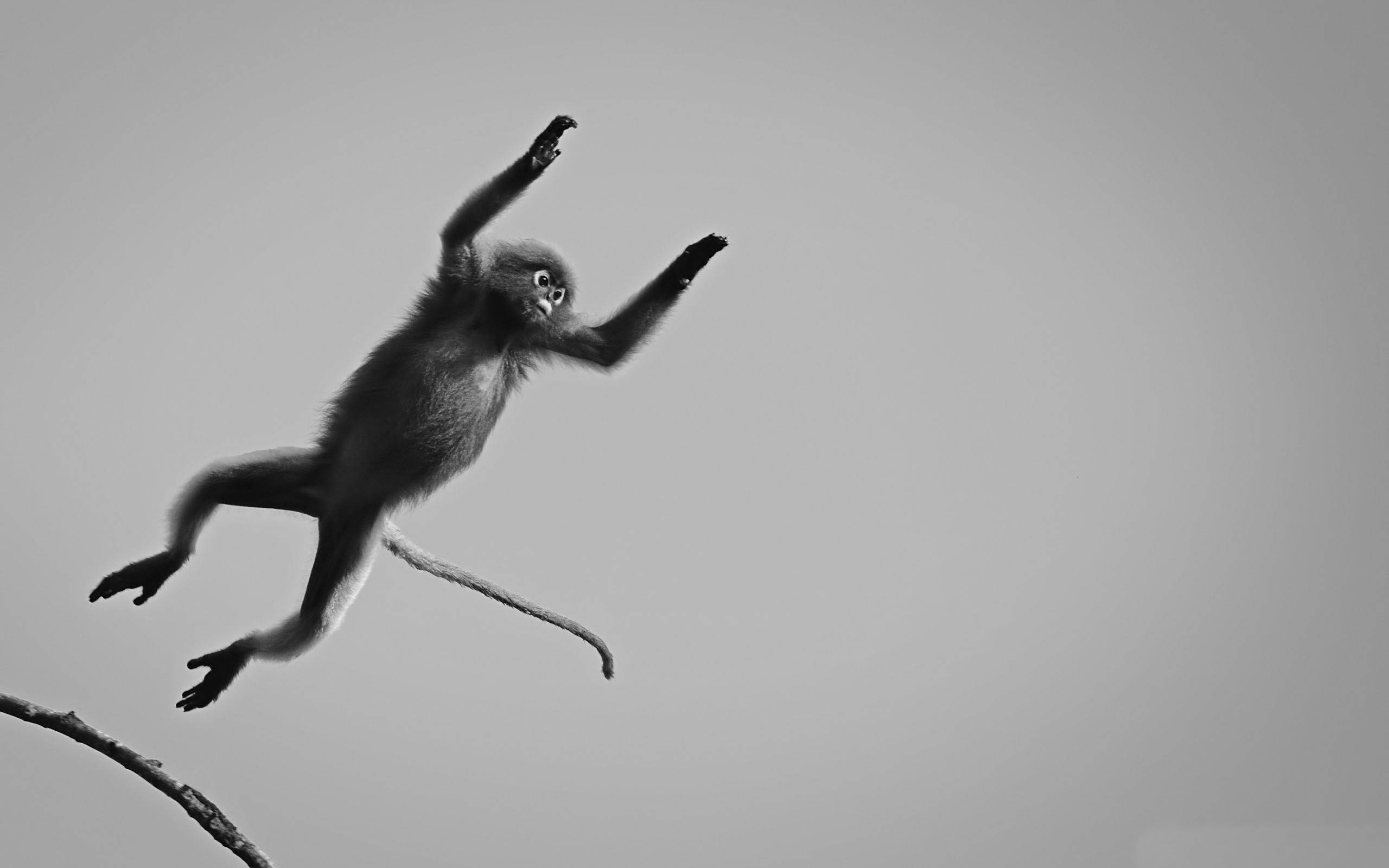 Black Monkey, jumping, stick, 2K Desktop Wallpaper
