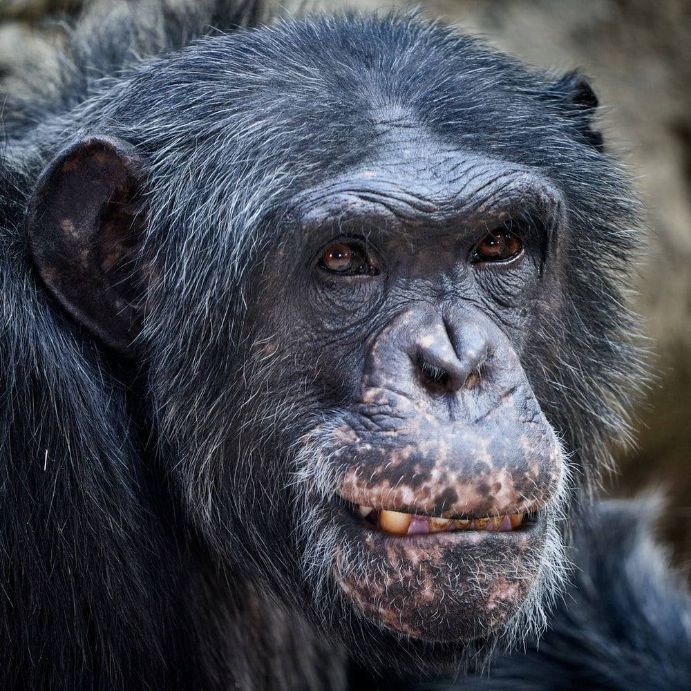 Black Monkey, chimpanzee, intense brown eyes, SD Desktop Wallpaper