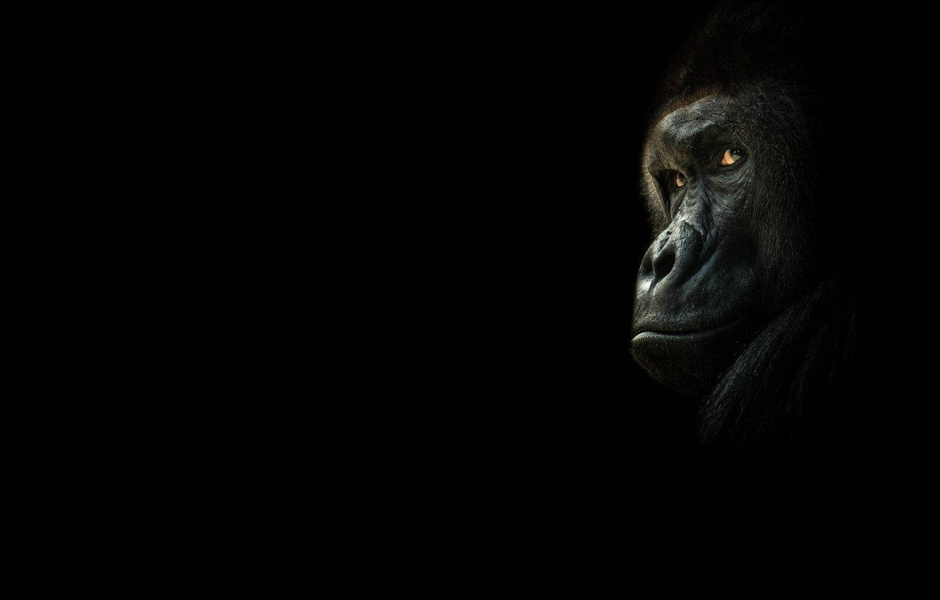 Black Monkey, glowing amber eyes, intense face, HD Desktop Wallpaper