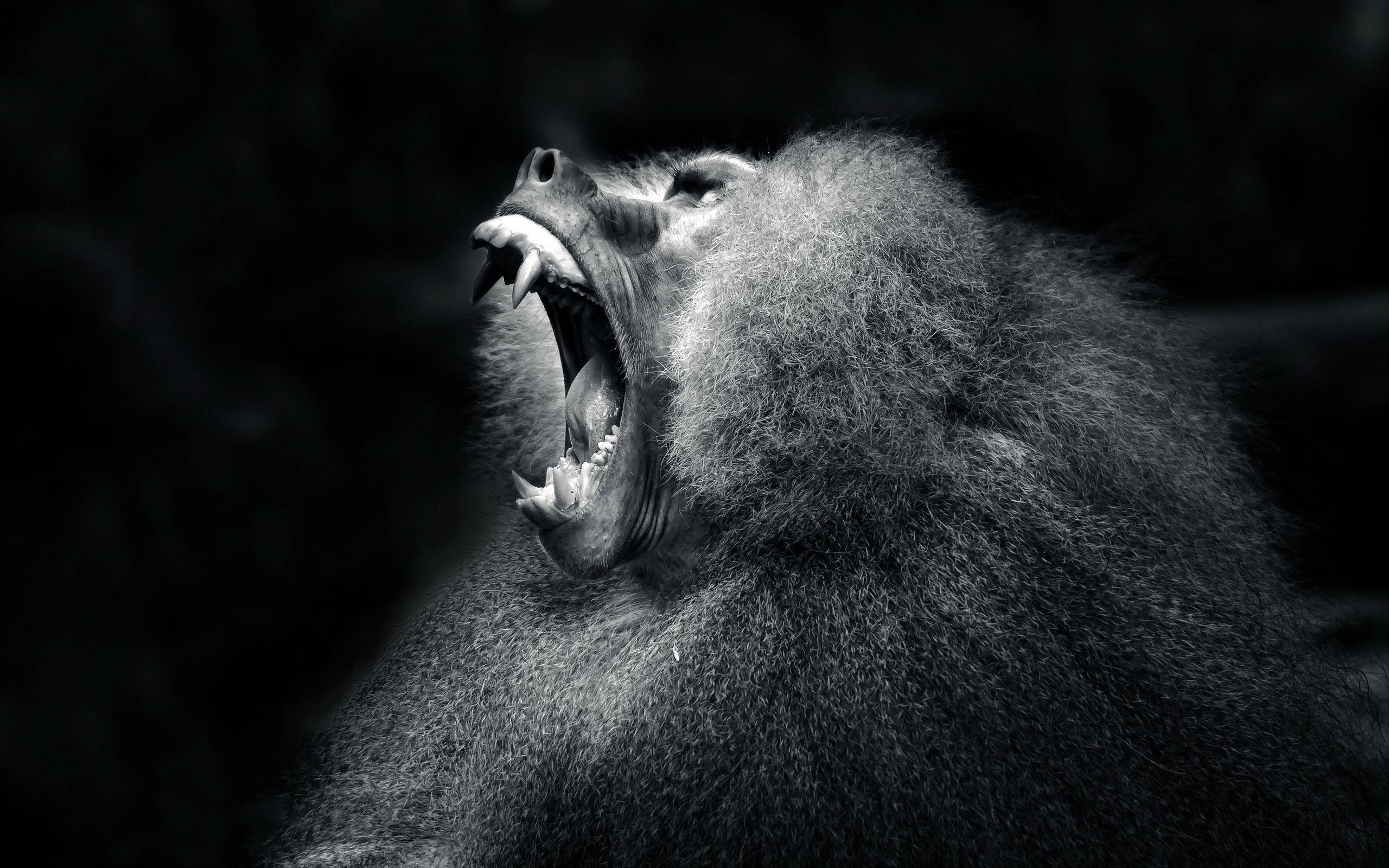 Black Monkey, wide roar, baboon, 2K Desktop Wallpaper