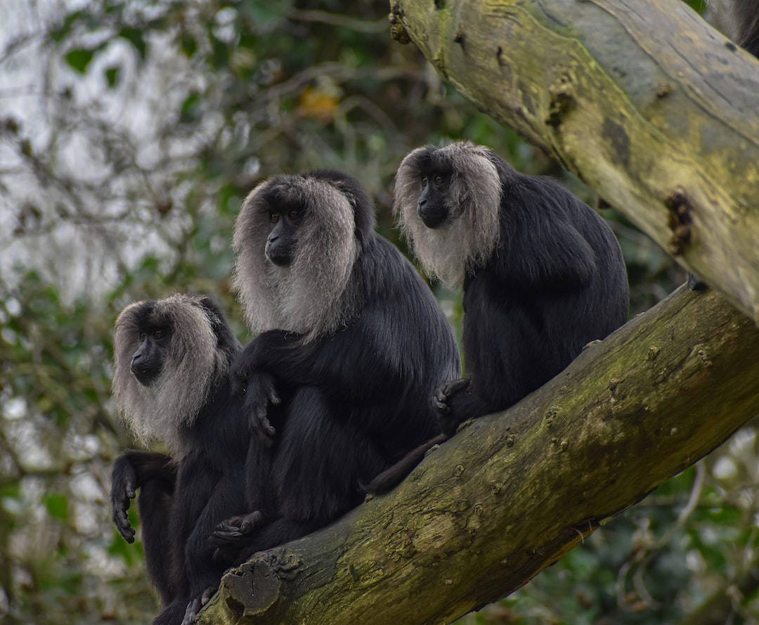 Black Monkey, lion-tailed macaques, gray manes, SD Desktop Wallpaper