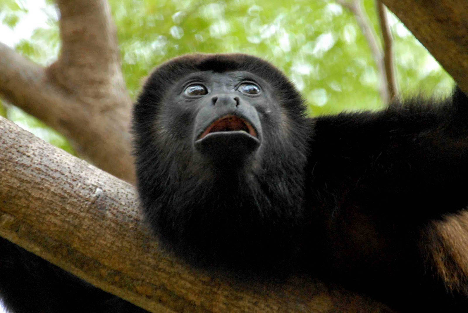 Black Monkey, black-furred monkey, wide eyes, HD Desktop Wallpaper