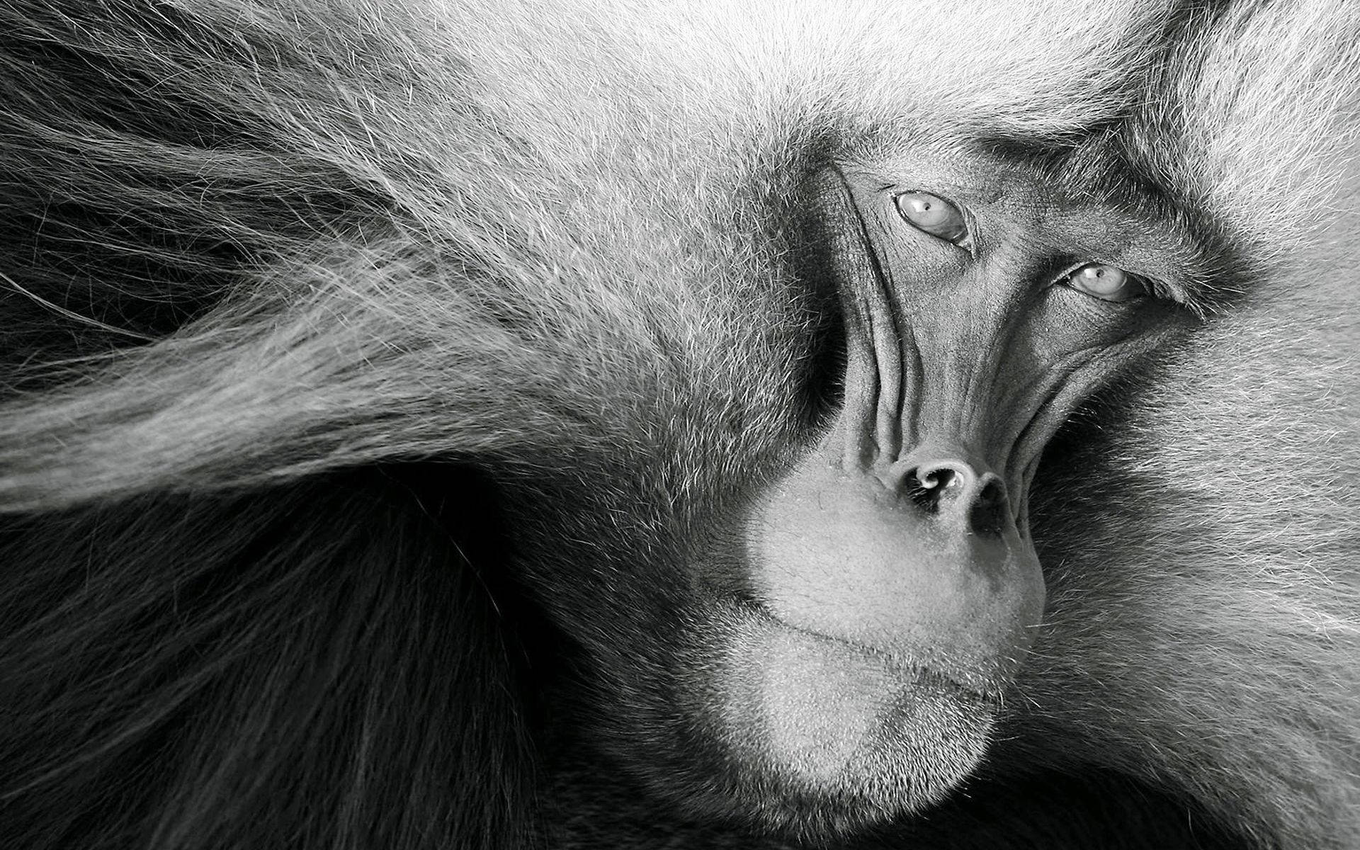 Black Monkey, white curls, mandrill, Full HD Desktop Wallpaper