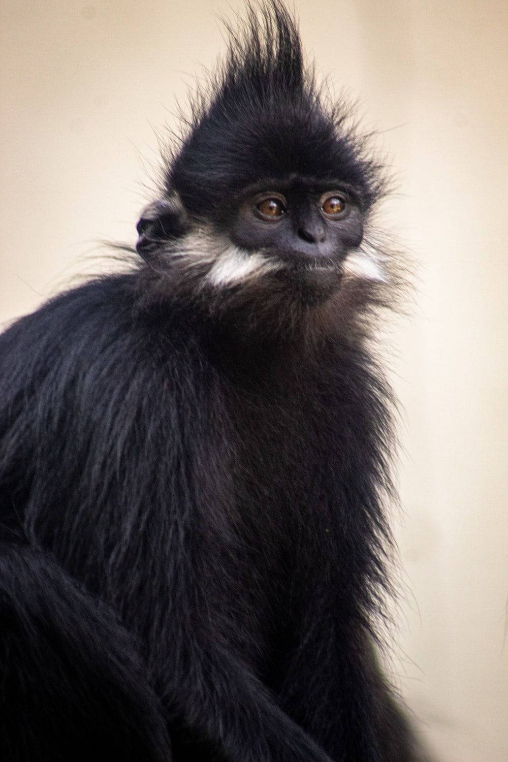 Black Monkey, spiky crest, white facial markings, HD Phone Wallpaper
