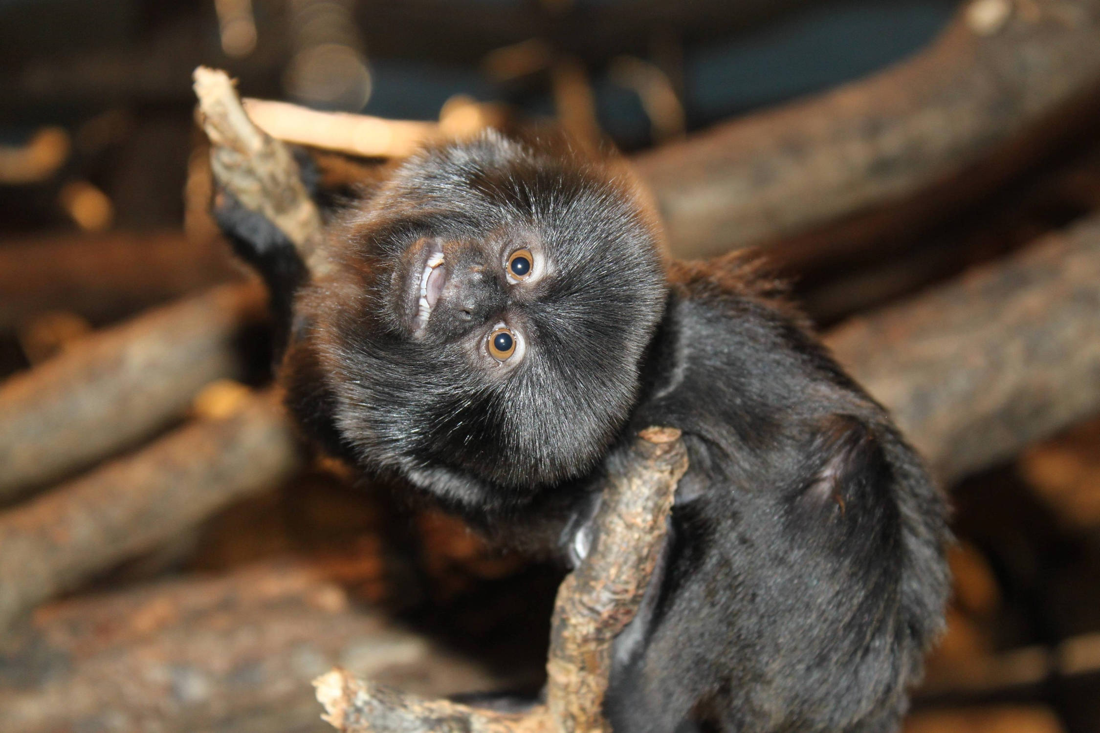Black Monkey, black-furred tamarin monkey, bright eyes, Full HD Desktop Wallpaper