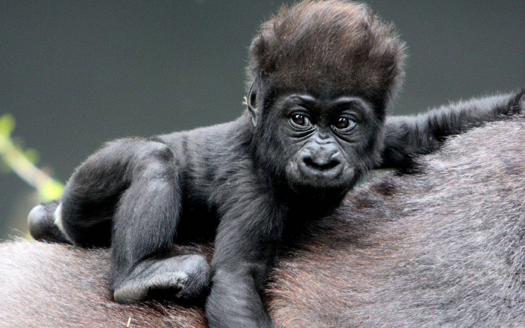 Black Monkey, baby gorilla, mother, HD Desktop Wallpaper