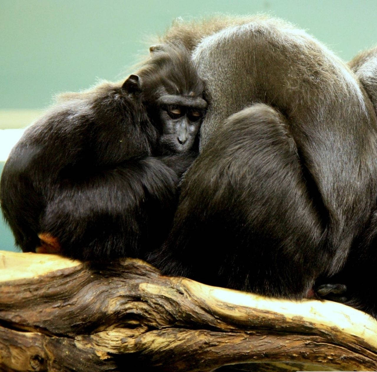 Black Monkey, young black monkey, adult monkey, HD Desktop Wallpaper
