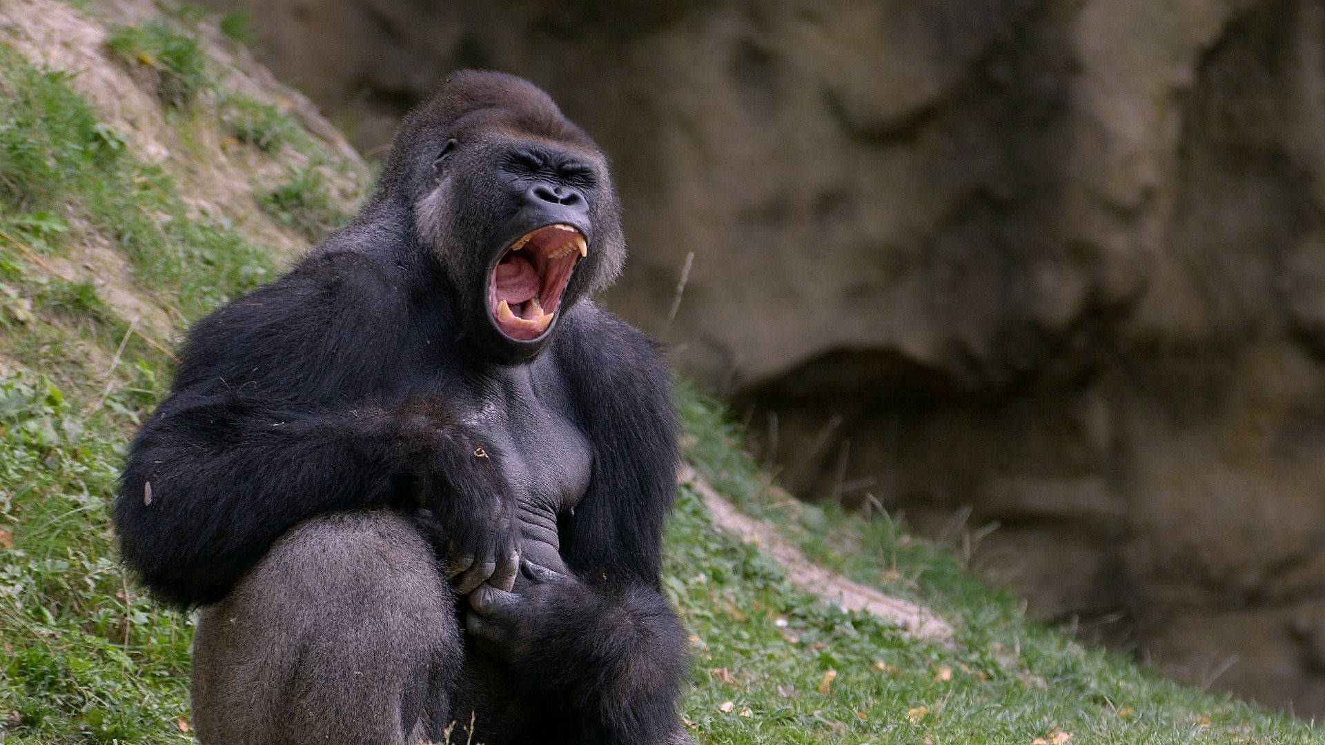 Black Monkey, silverback gorilla, grassy slope, Full HD Desktop Wallpaper