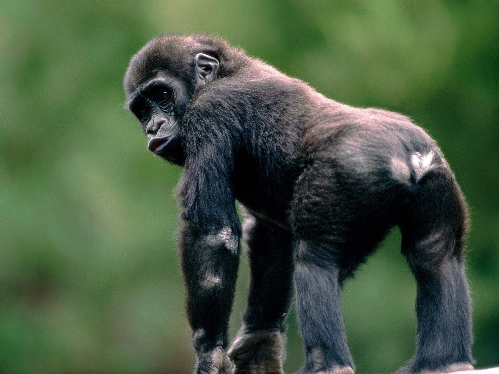 Black Monkey, gorilla, lush green forest, HD Desktop Wallpaper