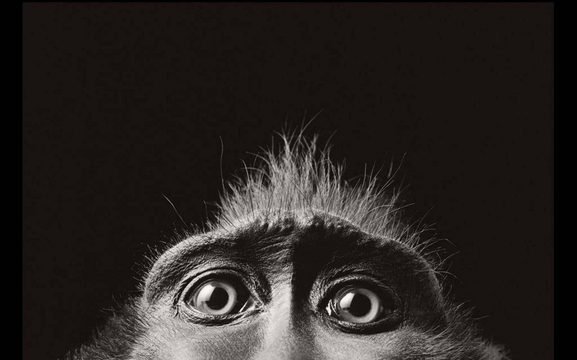 Black Monkey, enormous glistening eyes, monkey's face, Full HD Desktop Wallpaper