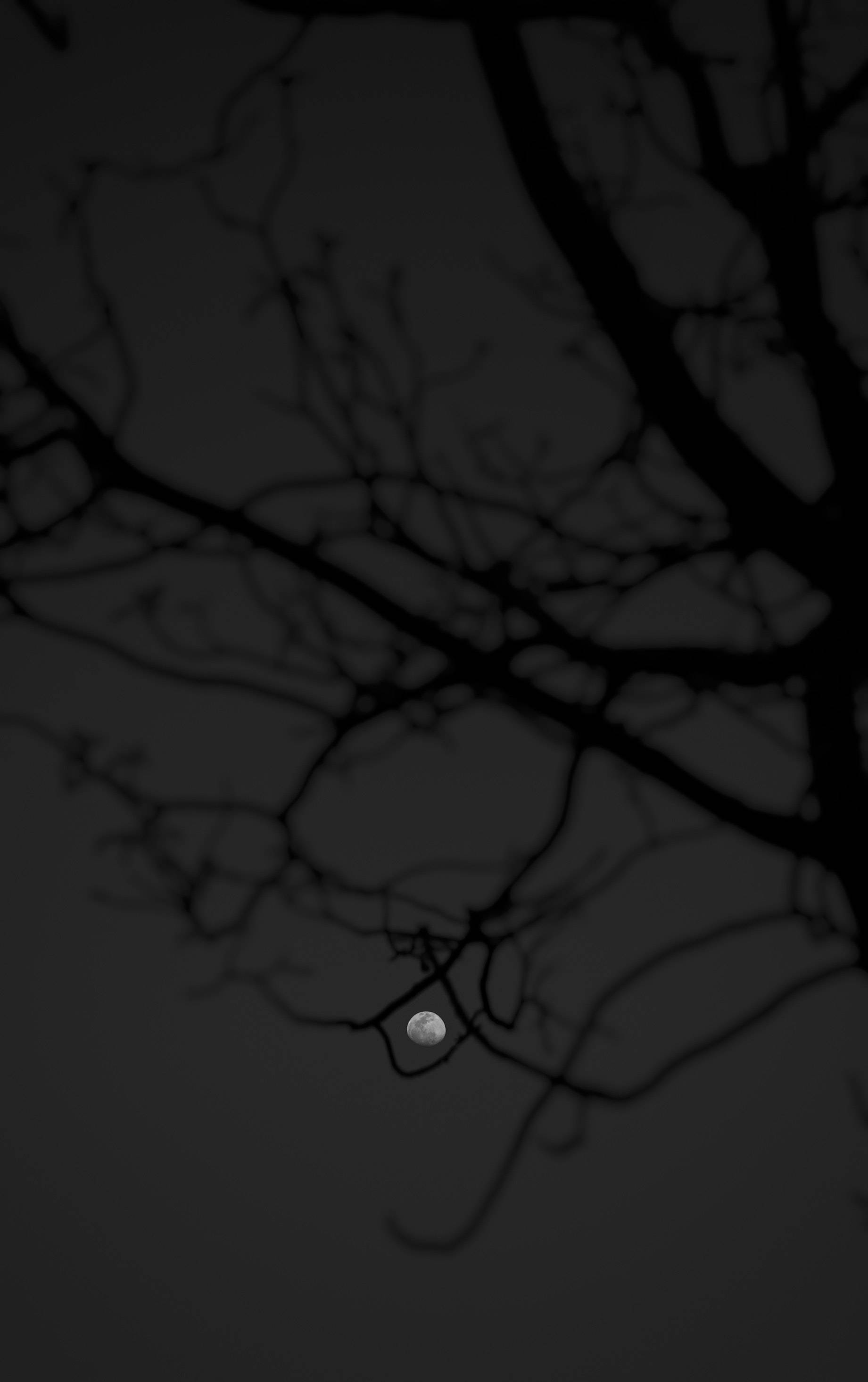 Black Woods, the moon, pale moon, 2K Phone Wallpaper