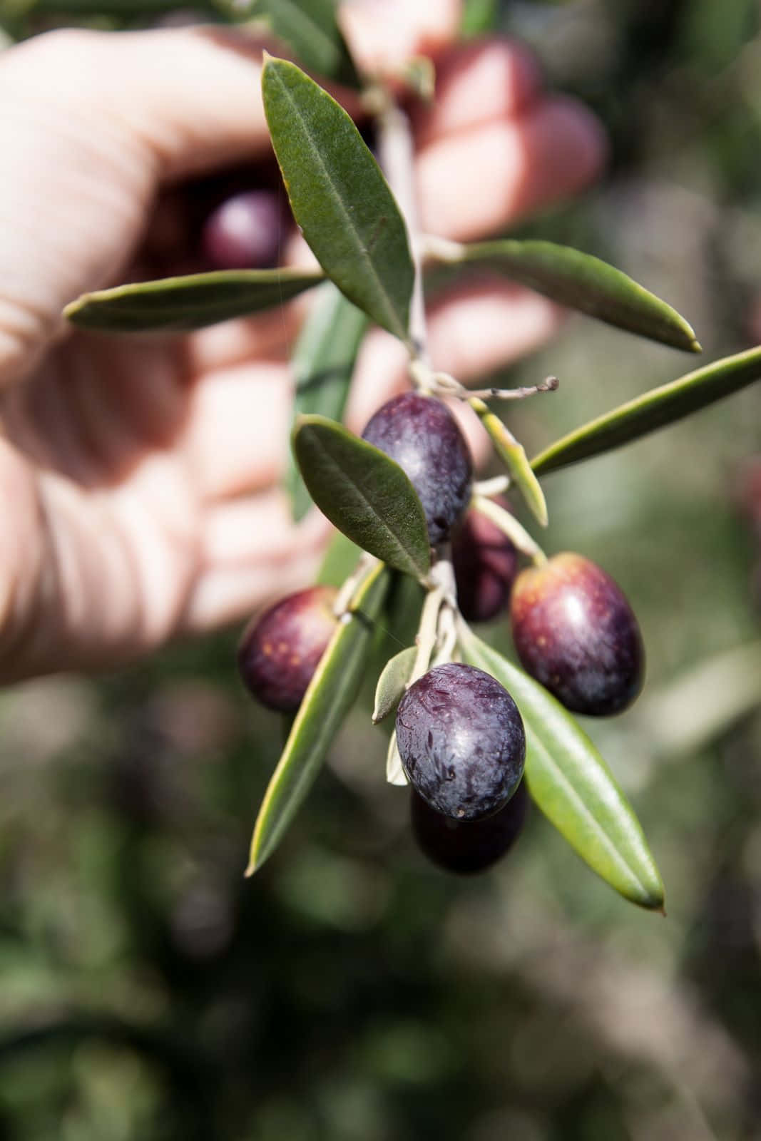 black olives, dark purple olives, green leaves, HD Phone Wallpaper