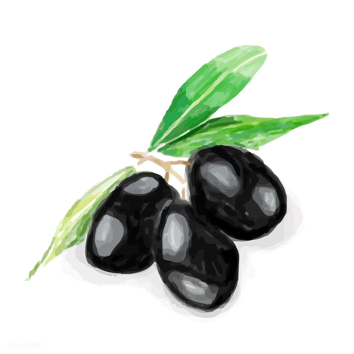 black olives, watercolor illustration, glossy black olives, SD Desktop Wallpaper