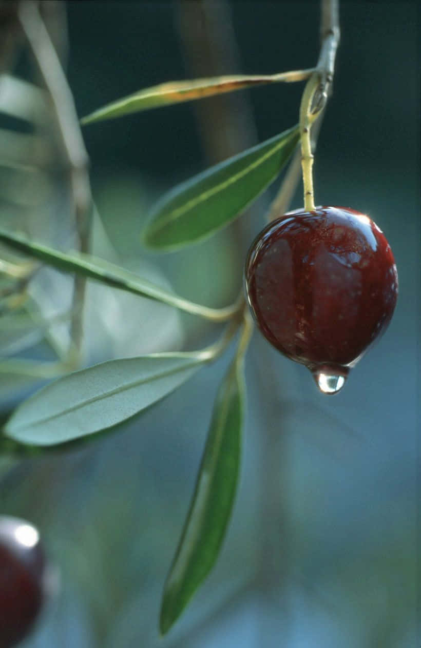 Black Olives, dark red olive, water droplet, SD Phone Wallpaper