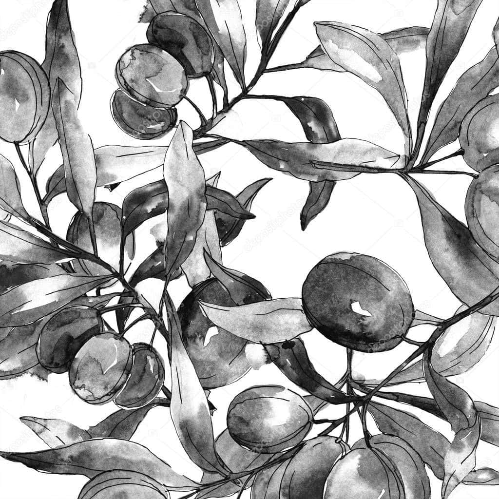 black olives, olive branches, leaves, SD Desktop Wallpaper