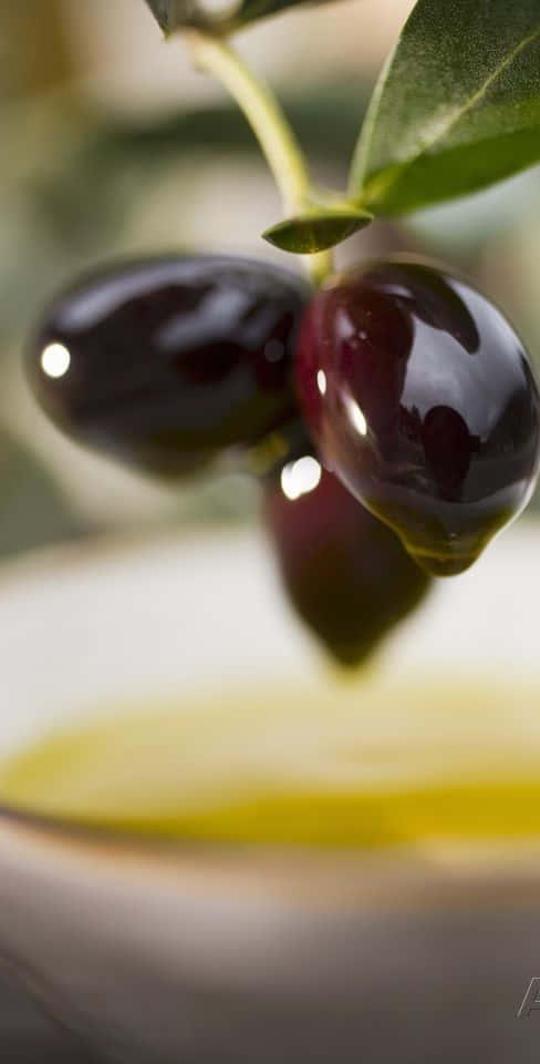 black olives, bowl of golden olive oil, branch, SD Phone Wallpaper