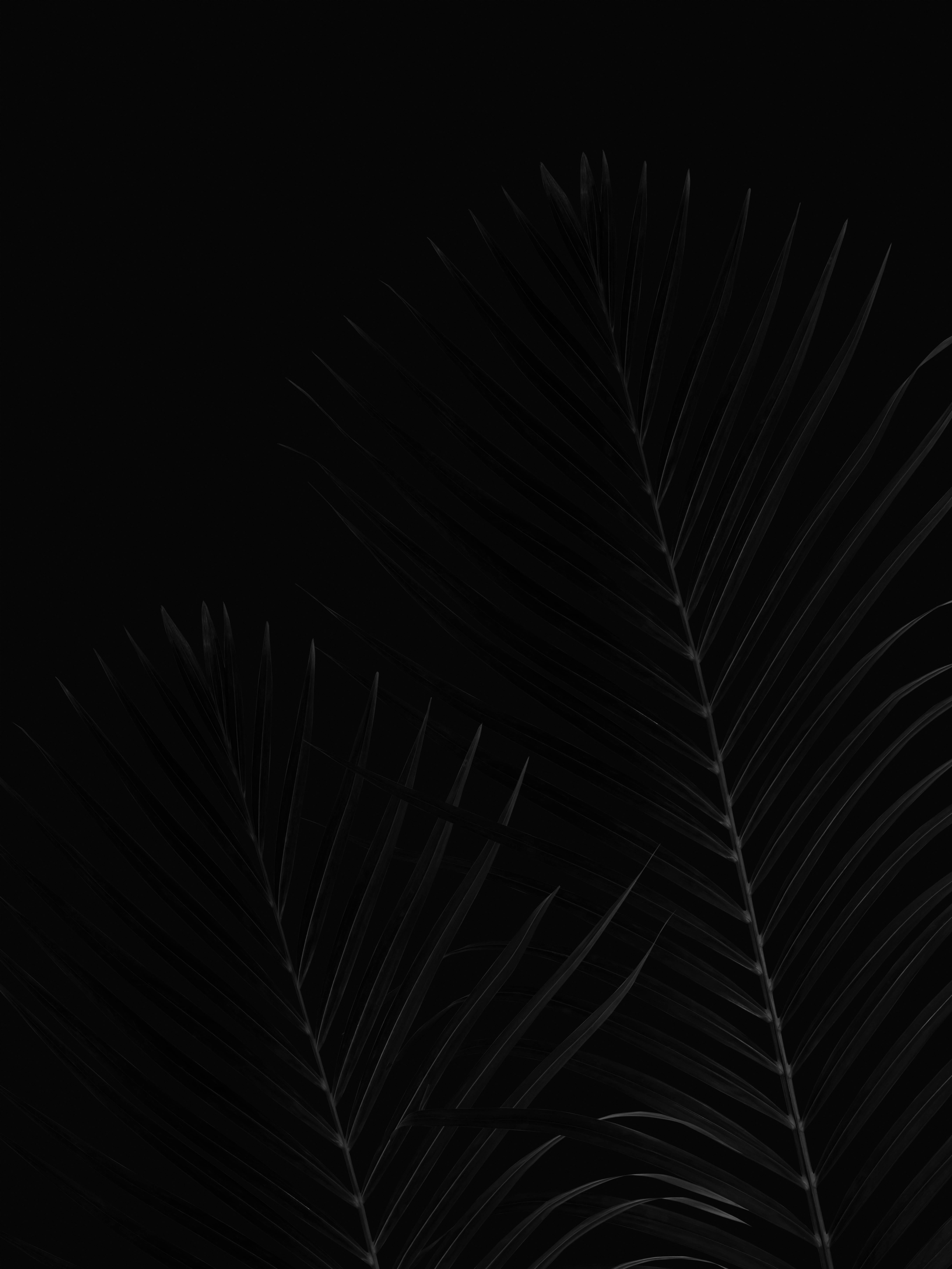 black page, palm fronds, deep black background, 5K Phone Wallpaper