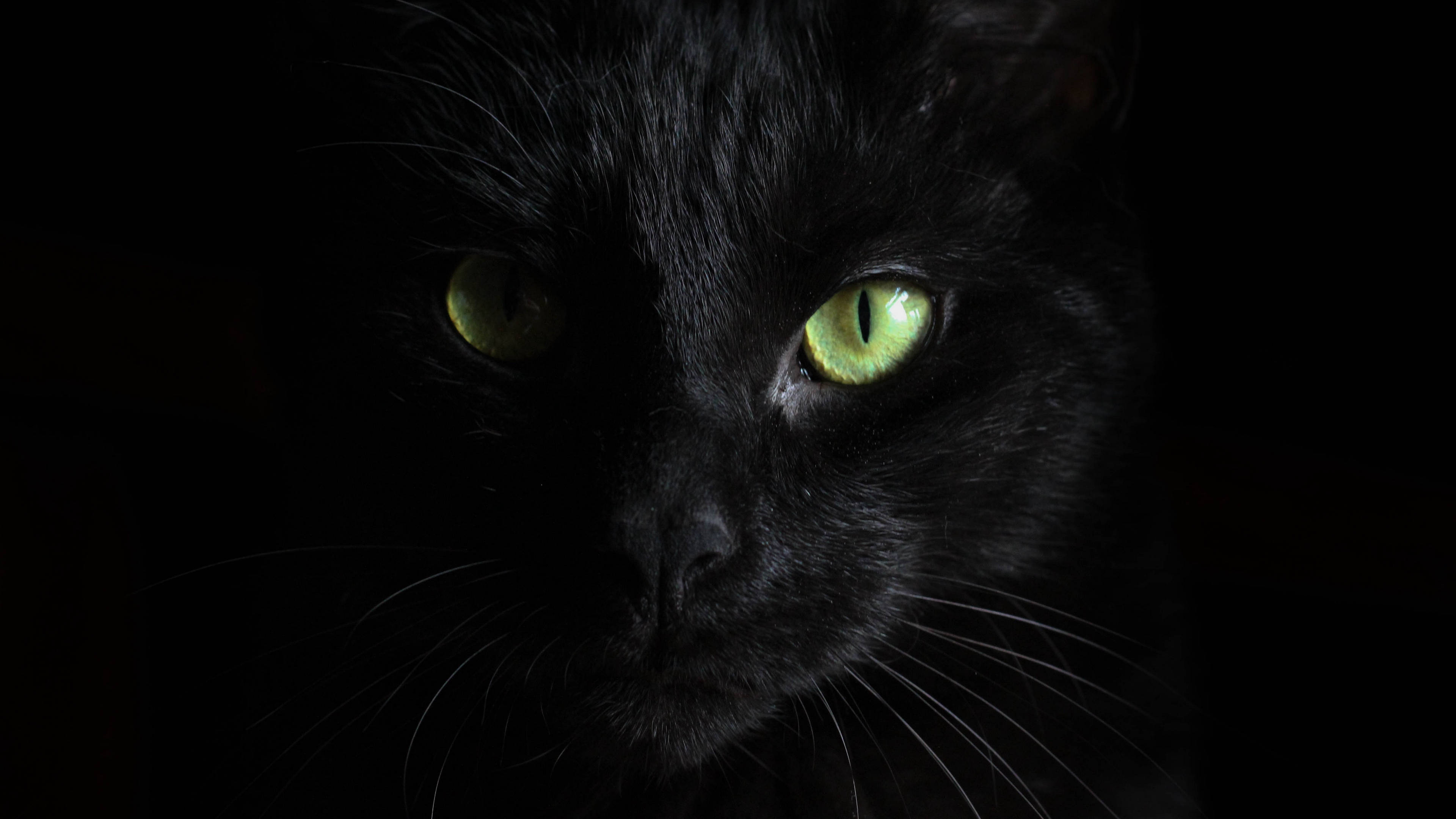 black cat, glowing green eyes, dark setting, 4K Desktop Wallpaper