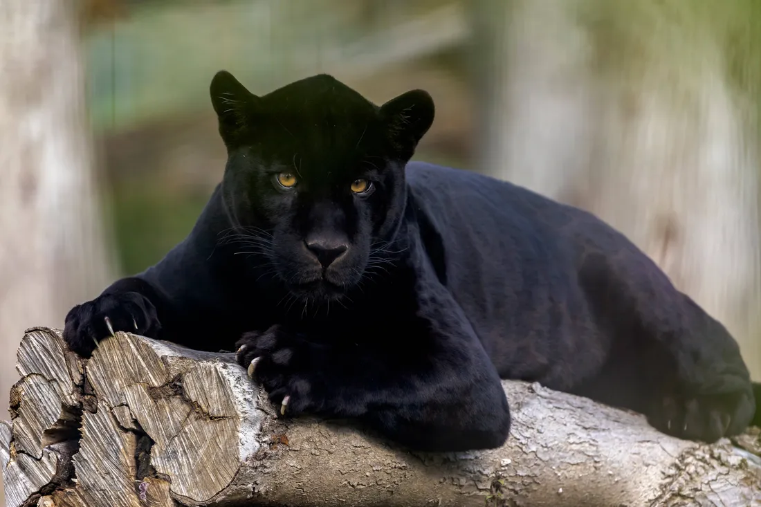Black Panther Animal