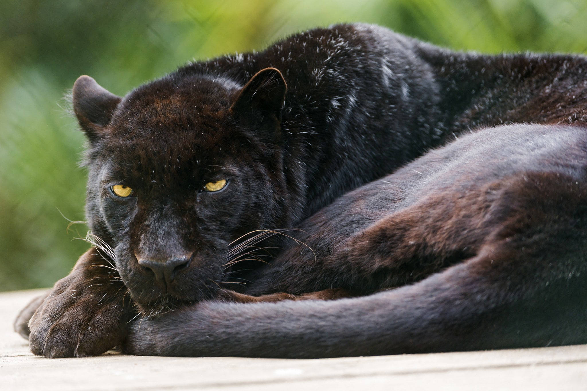 Black Panther Animal, black panther, piercing yellow eyes, Full HD Desktop Wallpaper