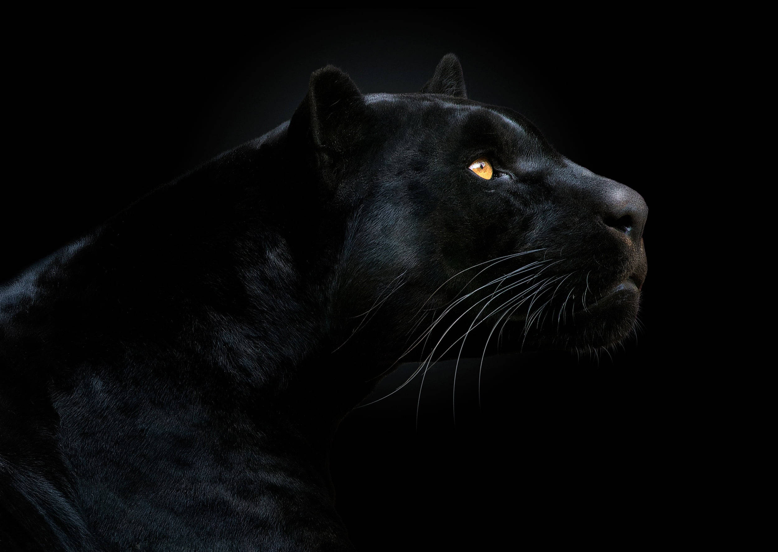 Black Panther, golden eyes, profile, Full HD Desktop Wallpaper