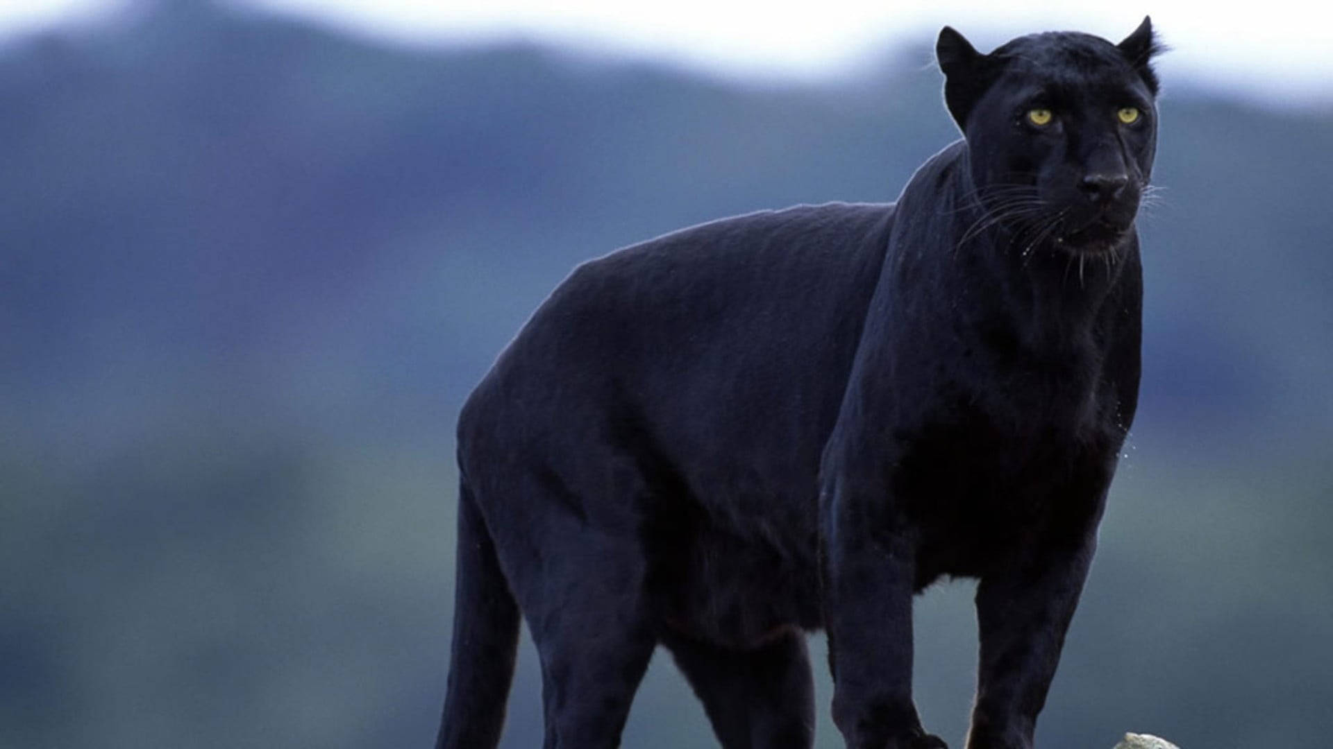 Black Panther Animal, black panther, rocky outcrop, Full HD Desktop Wallpaper