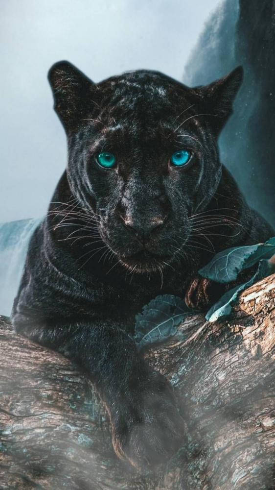 Black Panther Animal, glowing blue eyes, mossy log, SD Phone Wallpaper