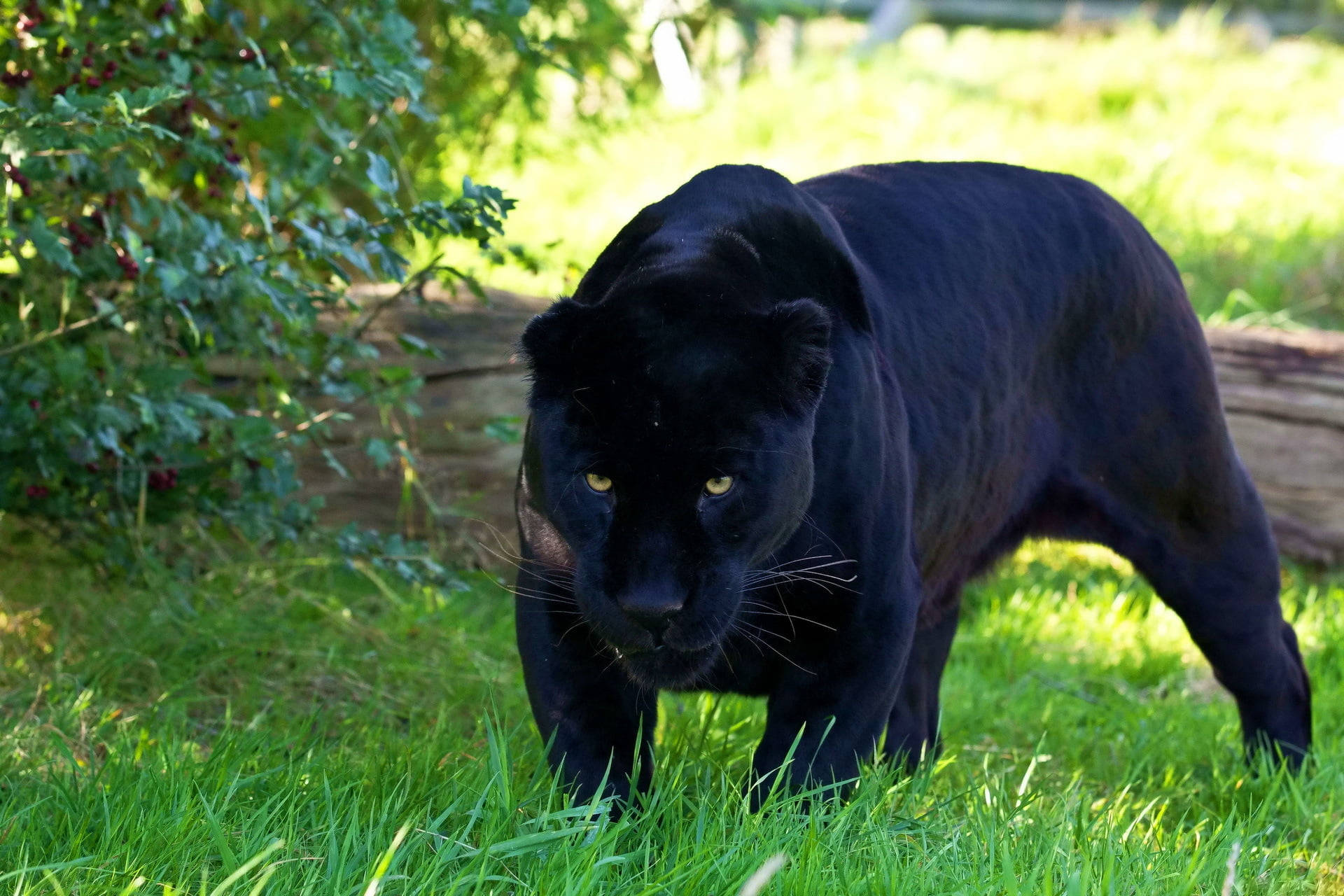 Black Panther, animal hunt, sunlit green grass, Full HD Desktop Wallpaper