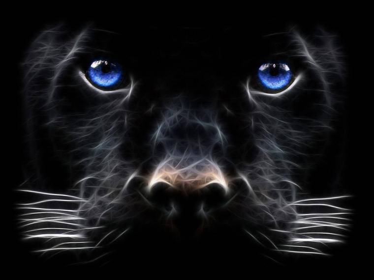 Black Panther, electric blue eyes, luminous white fur strands, SD Desktop Wallpaper