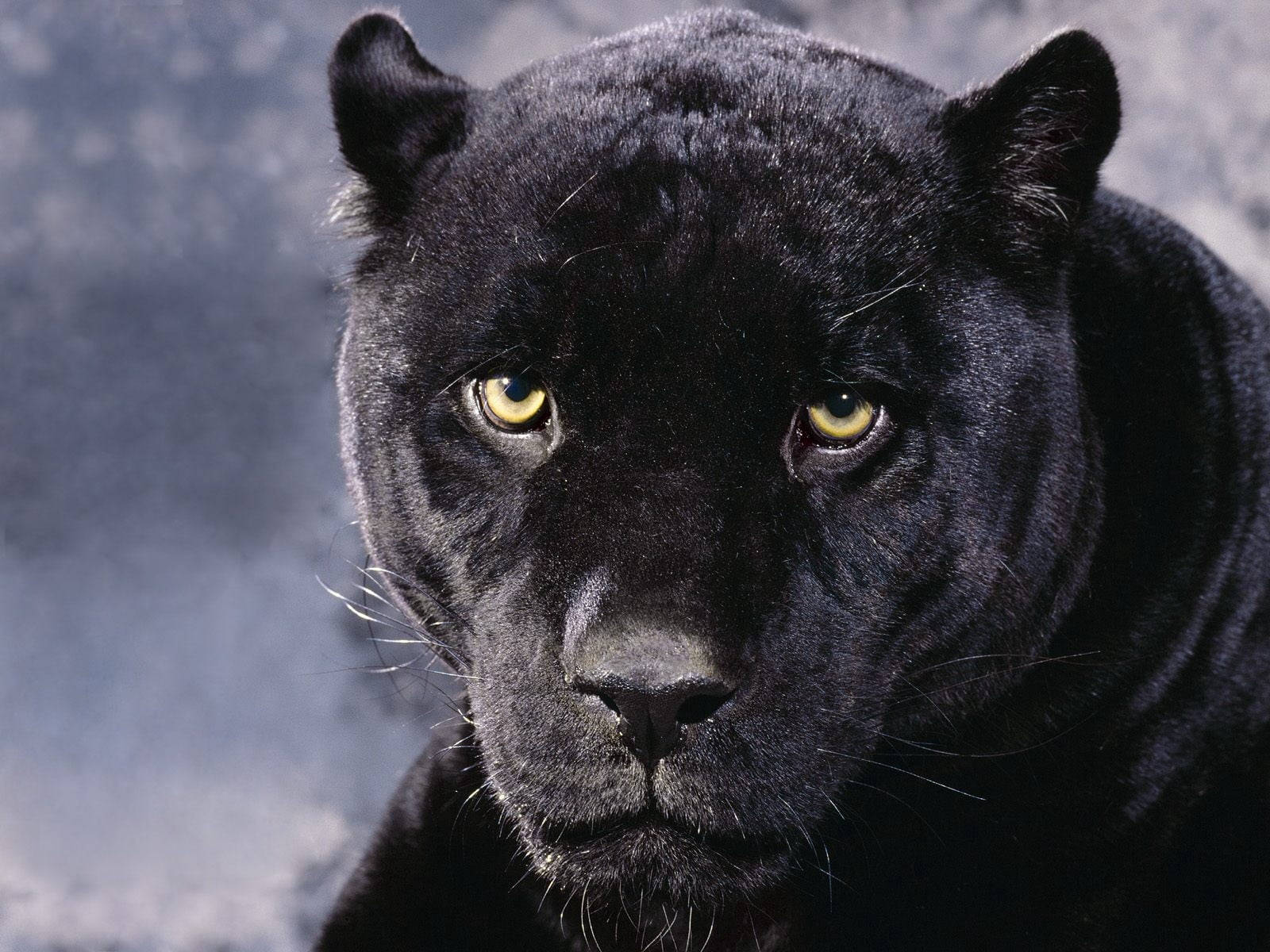 Black Panther, piercing yellow eyes, blurred gray rocky background, HD Desktop Wallpaper