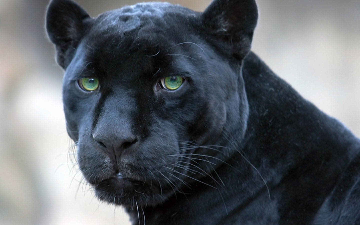 Black Panther, piercing green eyes, blurred natural background, HD Desktop Wallpaper