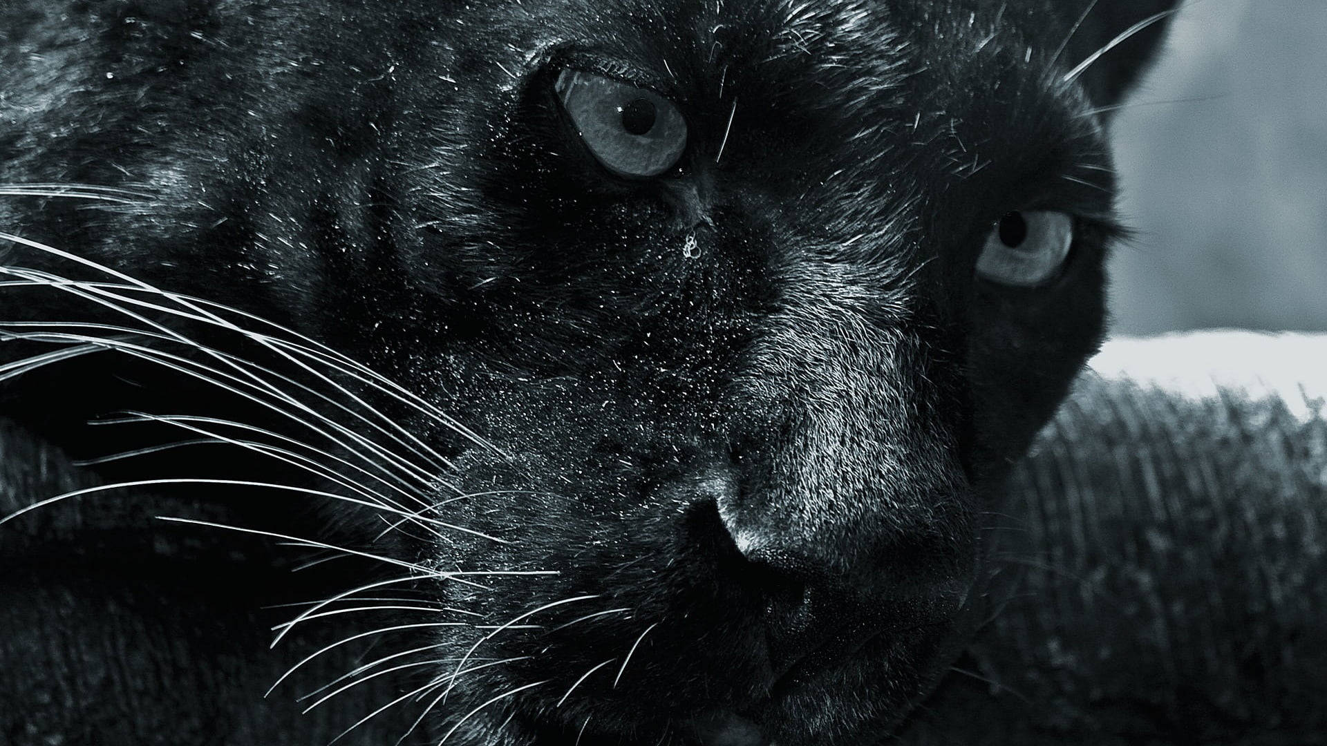 Black Panther, intense gaze, sharp whiskers, Full HD Desktop Wallpaper