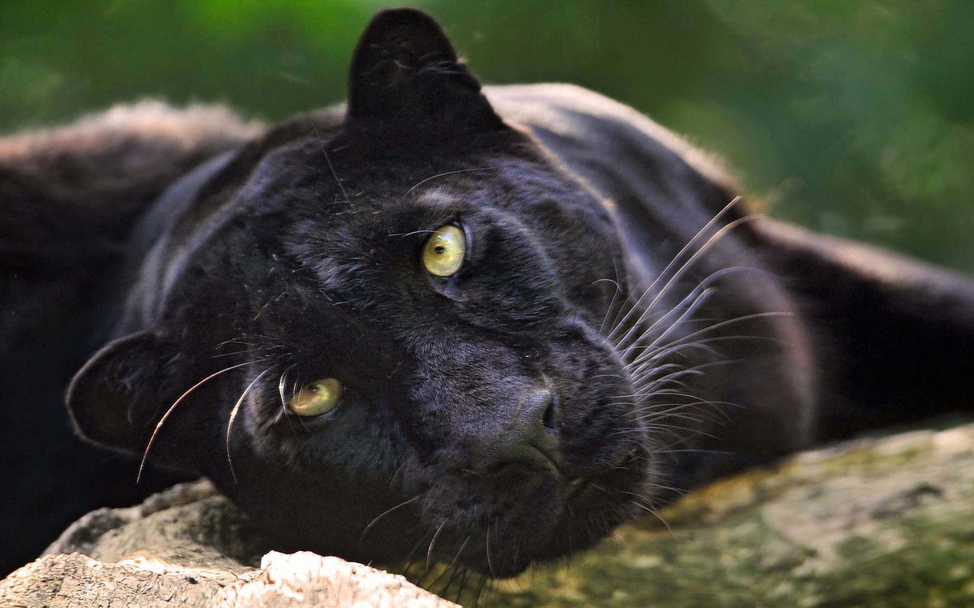 cute black panther, black panther, mossy log, Full HD Desktop Wallpaper