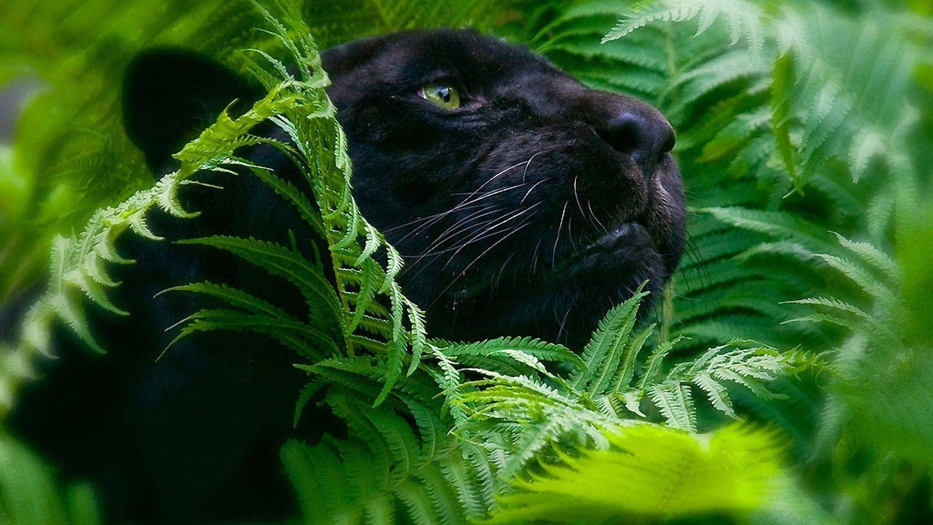 Black Panther Animal, vibrant green ferns, intense yellow eyes, Full HD Desktop Wallpaper
