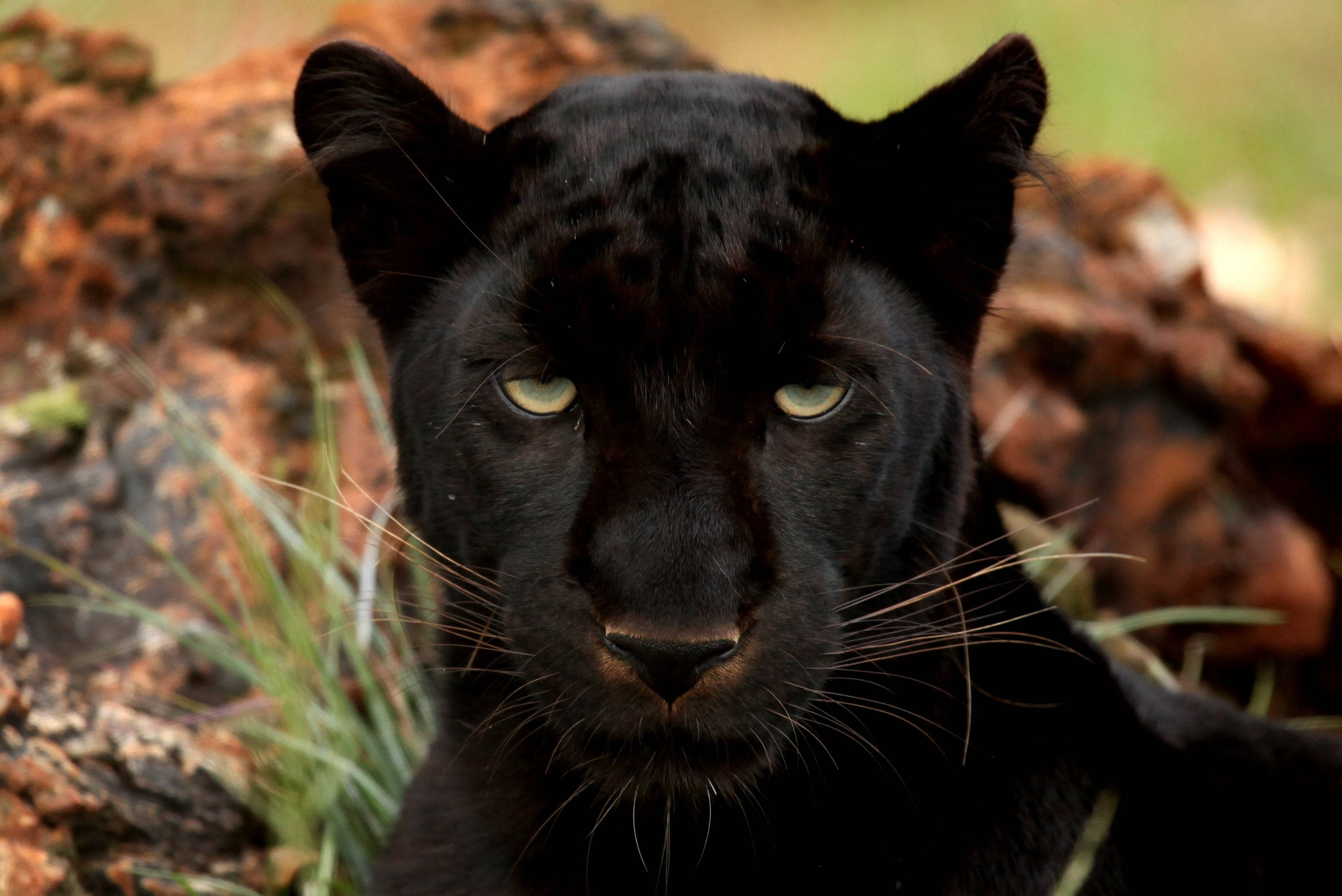 Black Panther Animal, piercing green eyes, earthy rocks, 2K Desktop Wallpaper