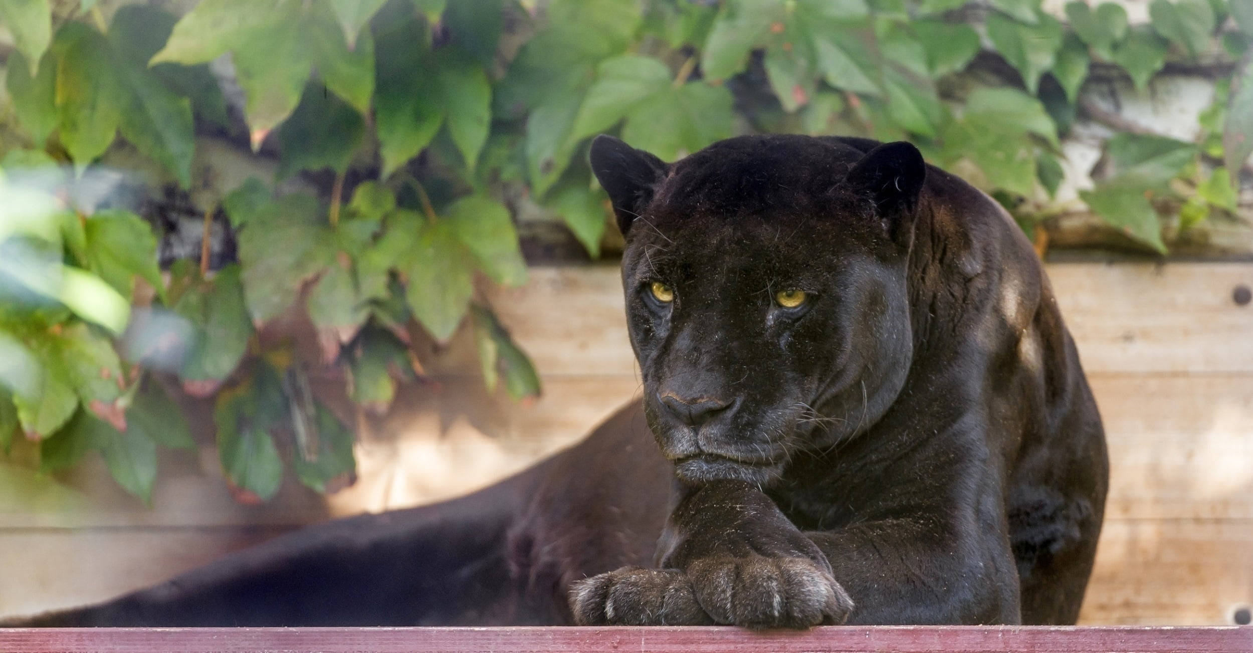 Black Panther Animal, black panther, wooden ledge, Full HD Desktop Wallpaper