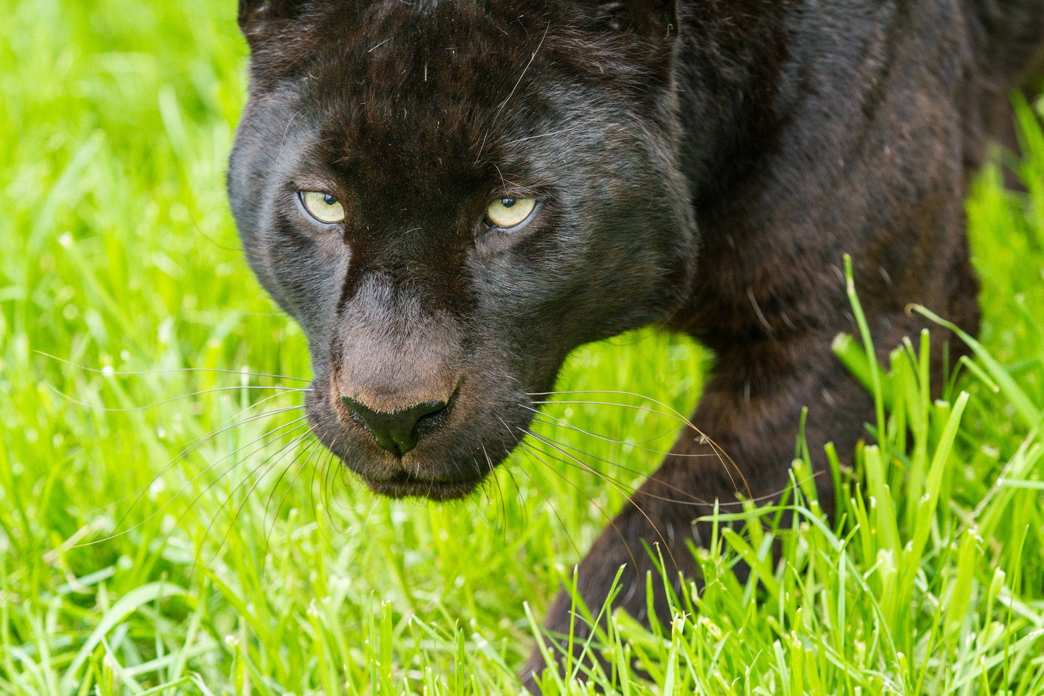 Black Panther, glowing yellow eyes, vibrant green grass, Full HD Desktop Wallpaper