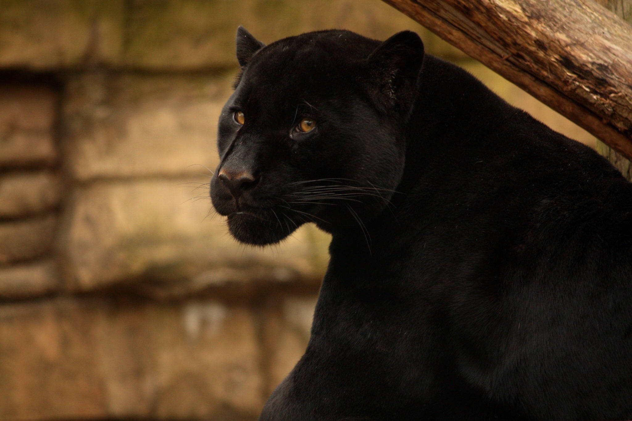 Black Panther Animal, glowing amber eyes, warm stone wall, Full HD Desktop Wallpaper