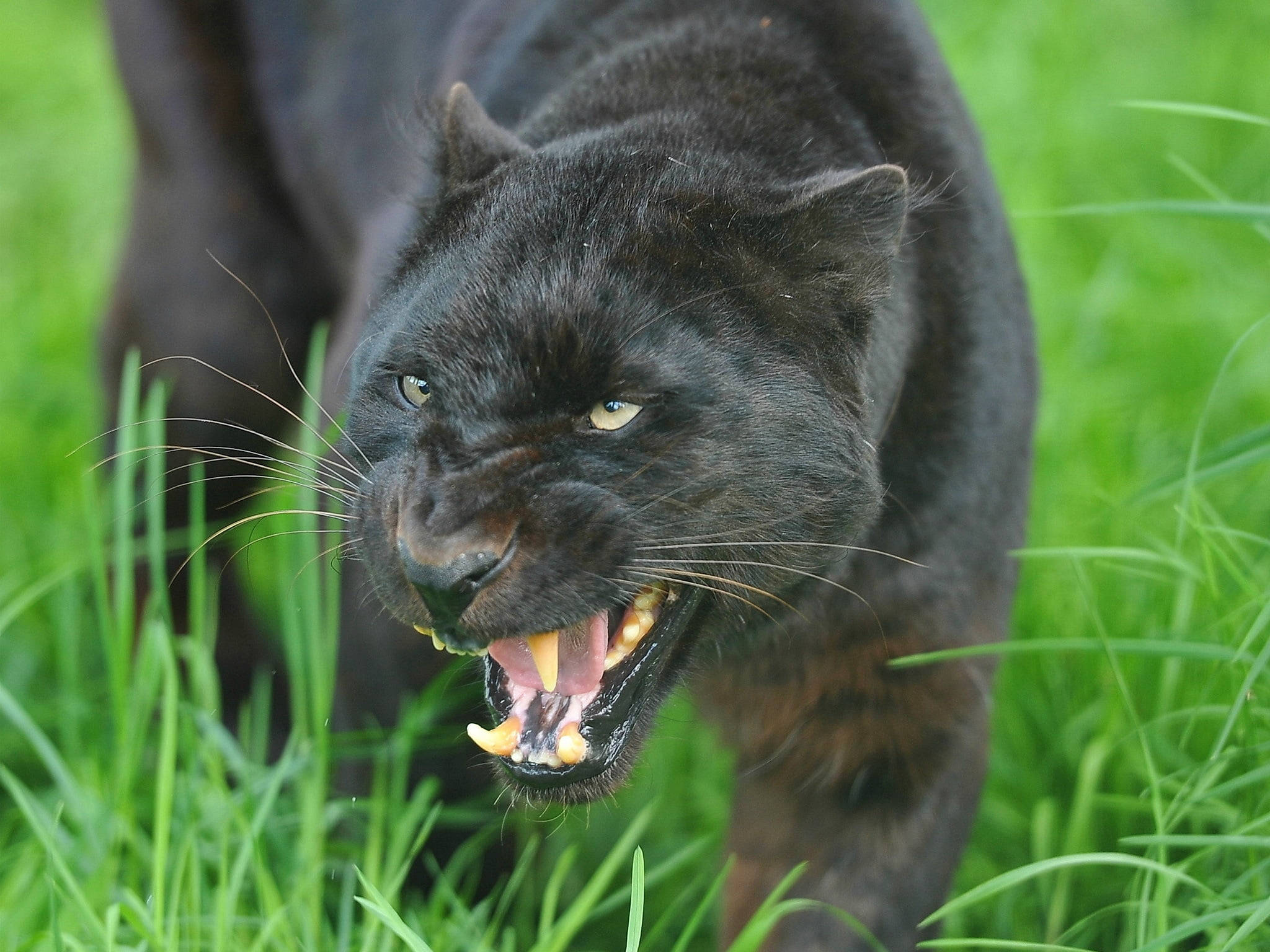 Black Panther, animal, vibrant green grass, Full HD Desktop Wallpaper