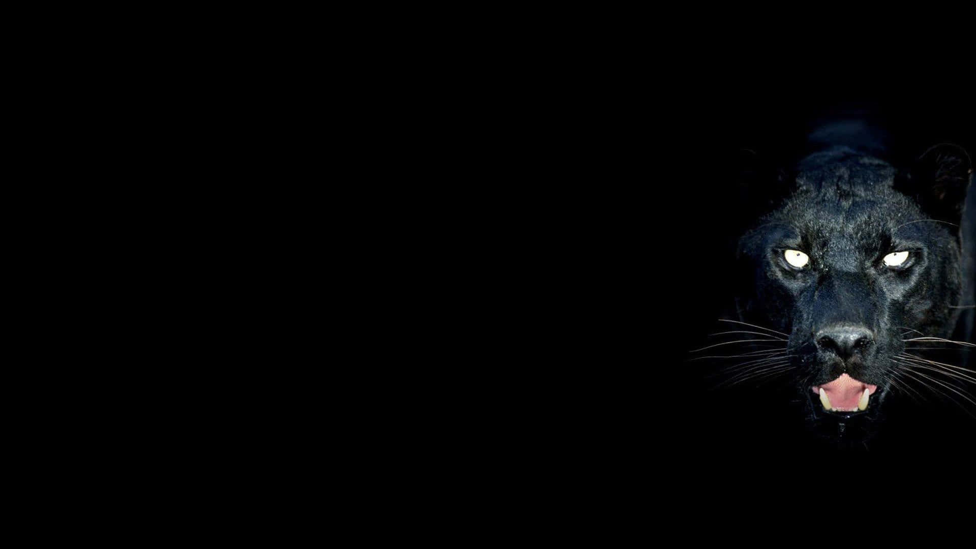 black panther, glowing eyes, bared teeth, Full HD Desktop Wallpaper
