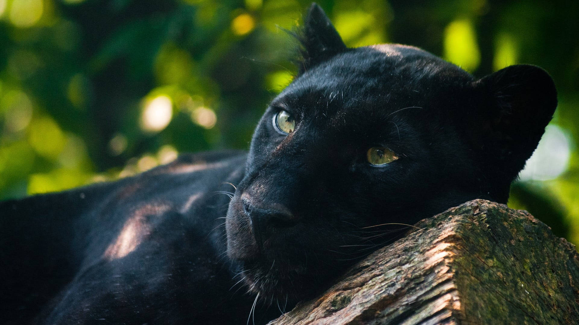 Black Panther Animal, mossy log, glowing green eyes, Full HD Desktop Wallpaper