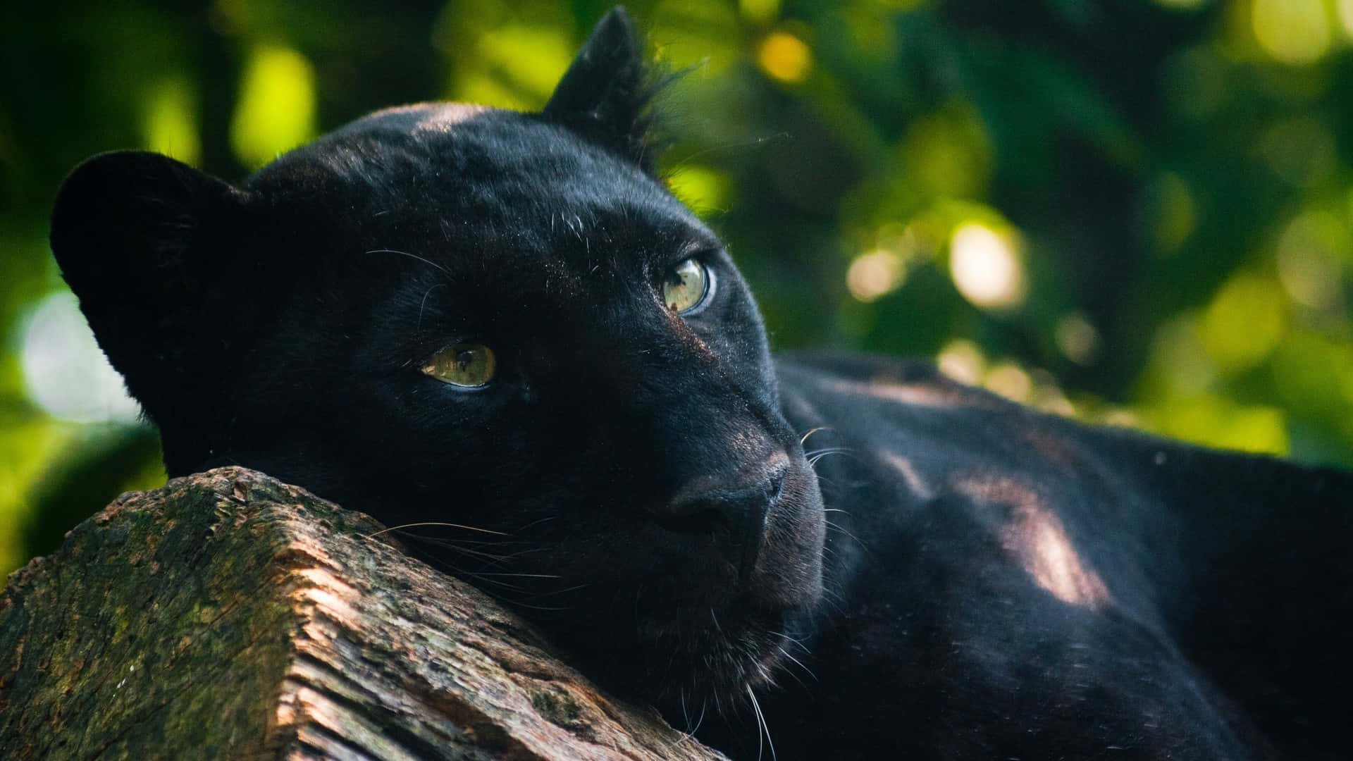 Black Panther, mossy log, dappled green forest light, Full HD Desktop Wallpaper