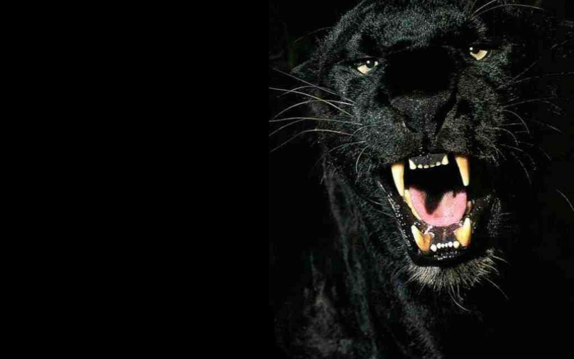 Black Panther, snarls, bared teeth, Full HD Desktop Wallpaper