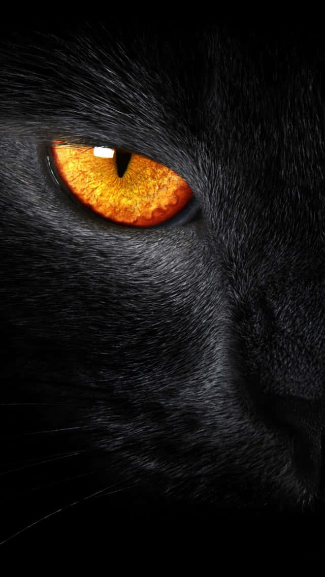 Black Panther, amazing amber eye, dark background, SD Phone Wallpaper
