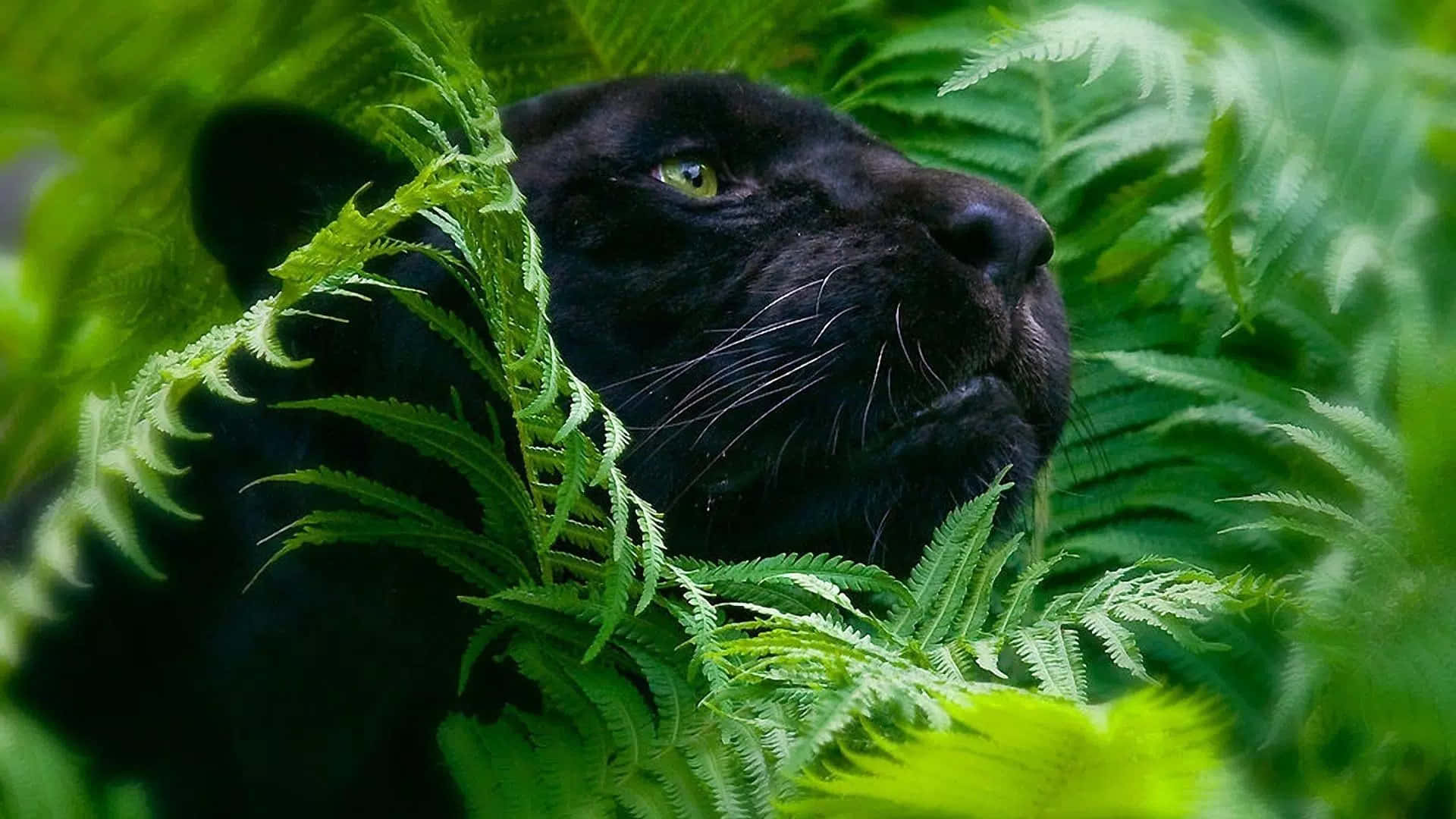 black panther, vibrant green ferns, intense yellow eyes, Full HD Desktop Wallpaper